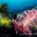 coral_soft_ni_h_0705_png1633.jpg